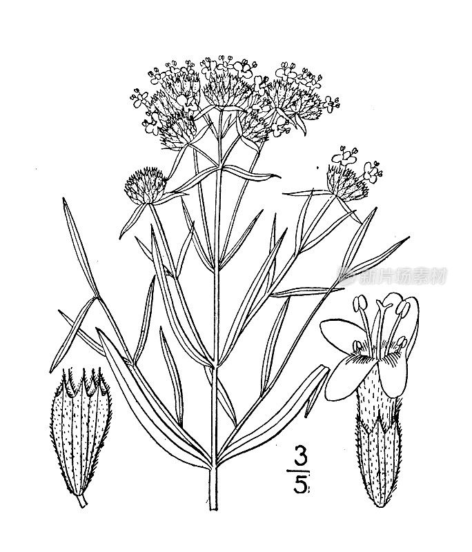 古植物学植物插图:柯ellia flexuosa，窄叶山薄荷